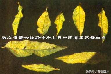 桃树叶片发黄症状及防治措施,对症下药才是关键!