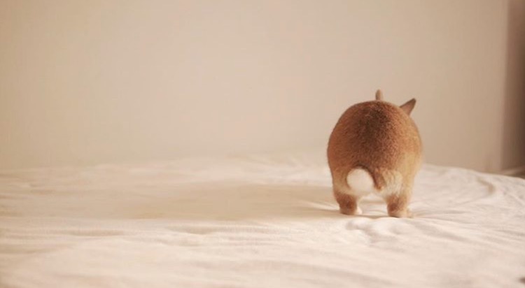 如果你养兔子了会怎样,养一只兔子会寂寞吗