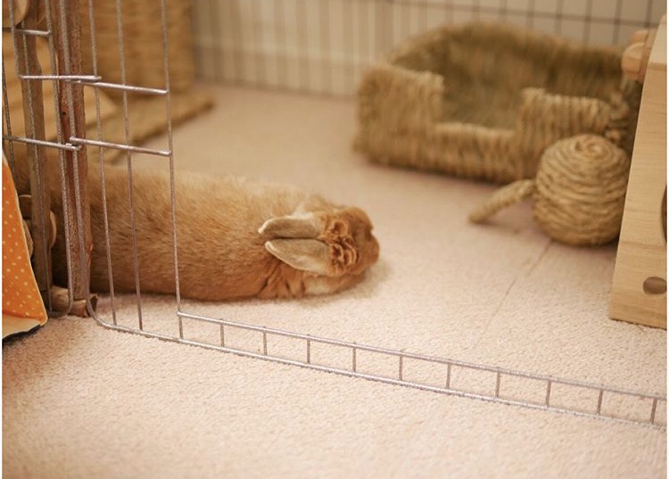 如果你养兔子了会怎样,养一只兔子会寂寞吗