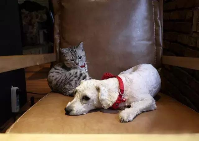 沈阳十大必吃美食推荐餐厅有哪些,沈阳美食推荐餐厅