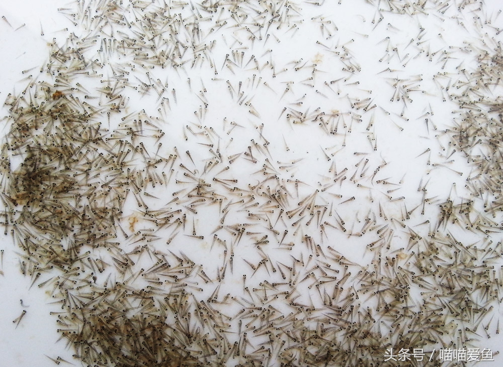 出售优质泥鳅苗,隆昌市泥鳅苗价格