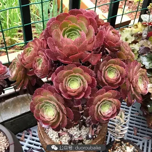 好养又耐看的多肉小老桩,好养活又漂亮的多肉老桩