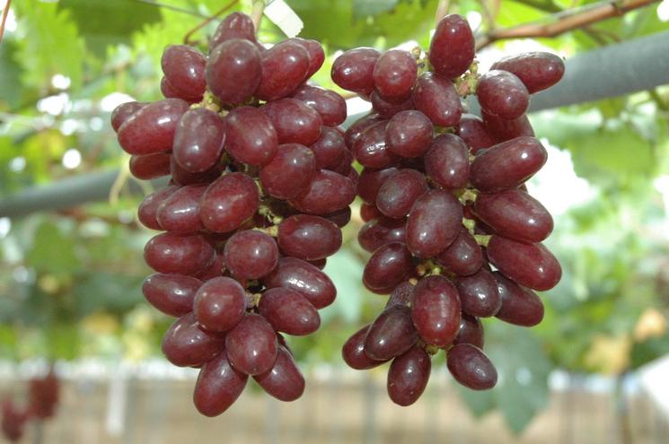 七星女王葡萄的优点和缺点,七星女皇葡萄简介