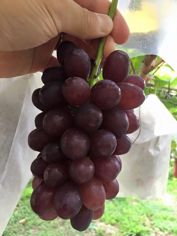 七星女王葡萄的优点和缺点,七星女皇葡萄简介