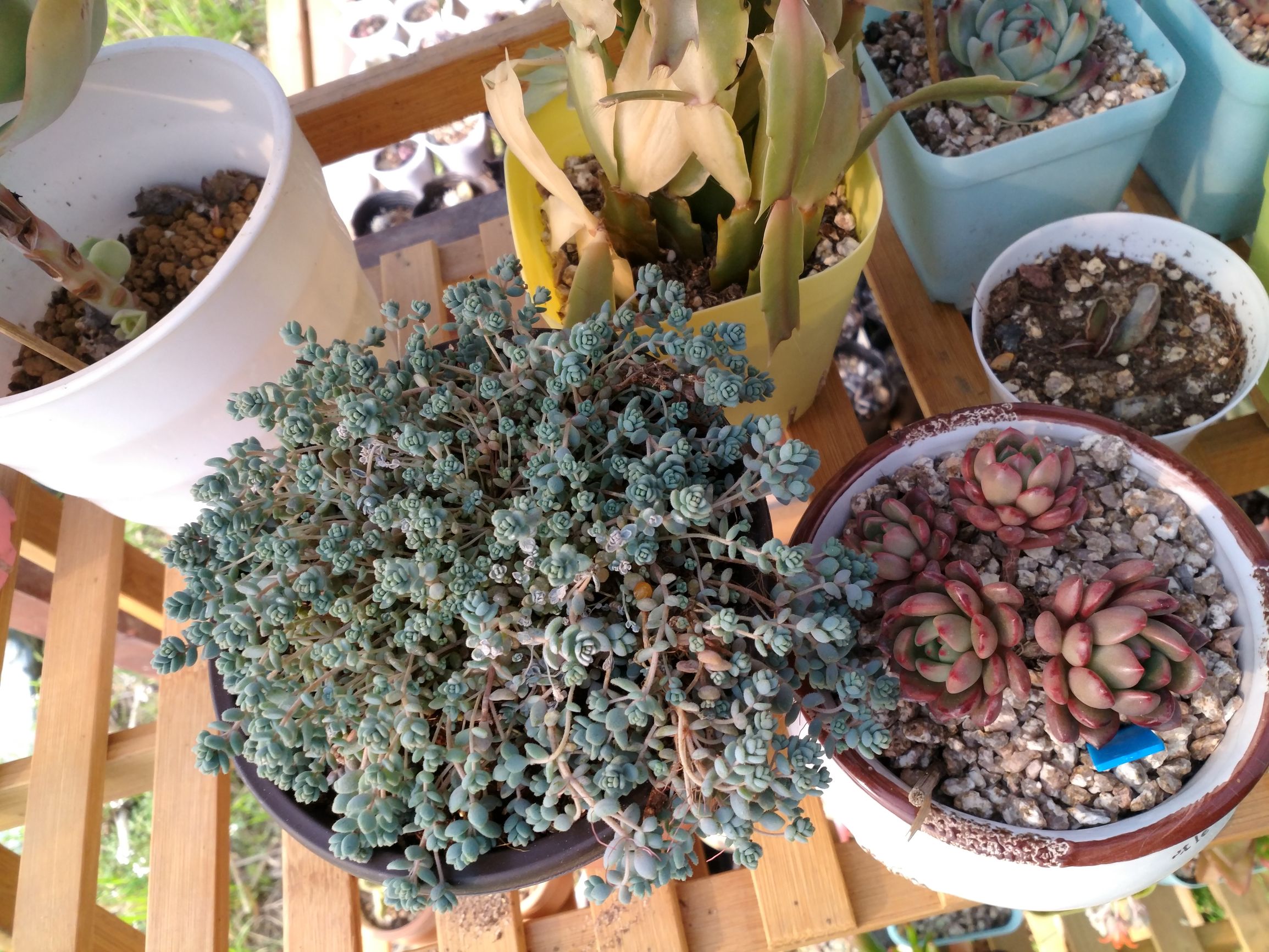 旋叶姬星美人状态,旋叶姬星美人蔫了怎么办