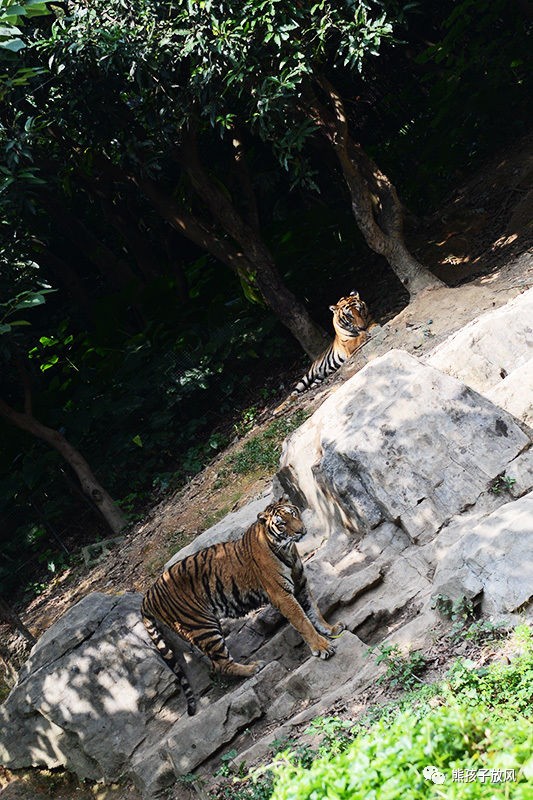 广州长隆野生动物园游玩攻略,广州长隆野生动物园攻略自由行