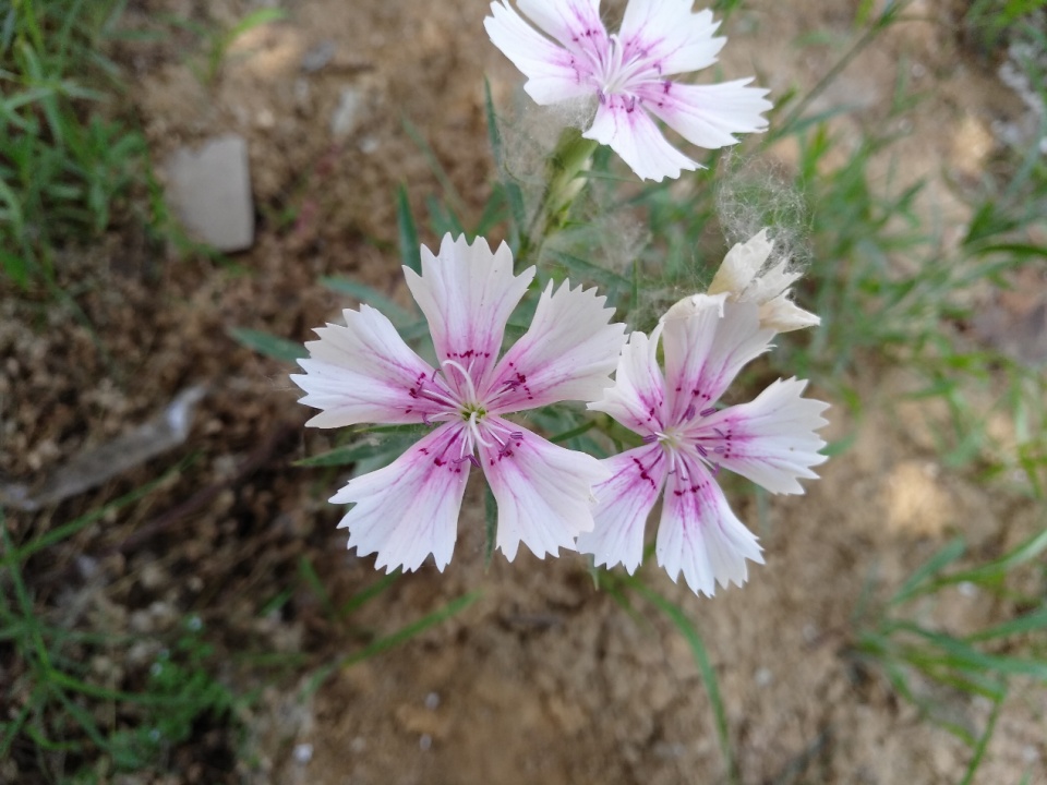 坚果pro深度测评,坚果pro2s续航