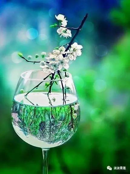 狼毒花有什么毒,狼毒花是花还是毒药