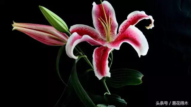 地栽百合花种球会自己繁殖吗,百合花的栽培视频