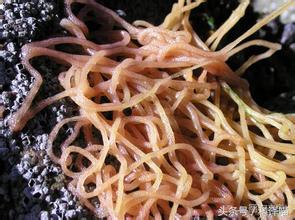 胆小的别进!青岛的海虫子,可以入药可以吃,鲍鱼也在内!
