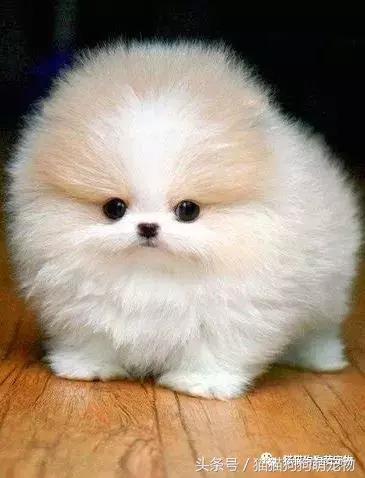 最可爱茶杯犬,16只茶杯犬