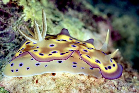 我们常见的蜗牛可不可以吃,蜗牛难道也可以吃吗