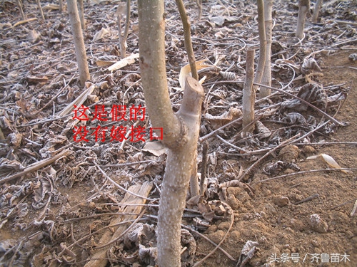 怎么辨别果树是不是嫁接的,怎样分辨果树嫁接的和不嫁接的