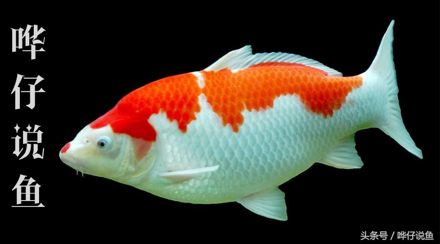 新手小白养锦鲤的日常,新手养锦鲤必看