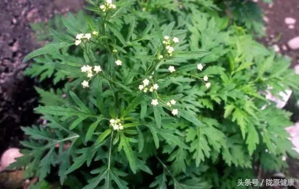 端午节艾叶挂上门百病不进门,端午过后可以采艾叶吗