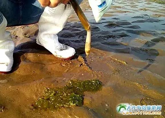 大连海岛趣事：这种海鲜，玩起来比吃都过瘾
