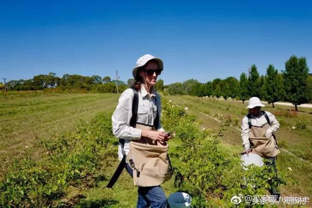 澳洲贵妇品牌大全 (好莱坞的贵妇品牌)
