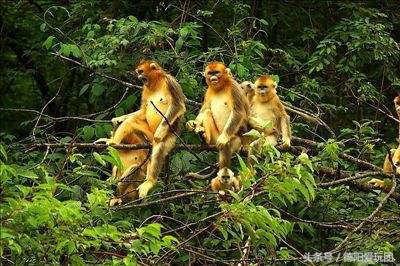 德阳周边游:端午3天我们走“喇叭河”怎么样?最强攻略来袭