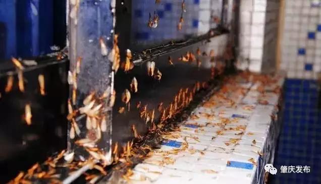 突然大量飞蚁飞进屋子,飞蚁飞进屋不见了怎么办