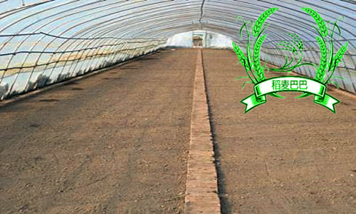 水稻育秧叶片黄化原因,水稻苗床上秧苗发黄是什么原因