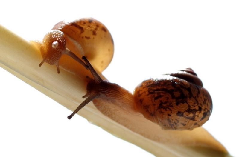 我们常见的蜗牛可不可以吃,蜗牛难道也可以吃吗