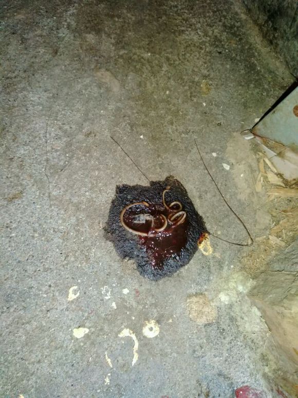 4天186元，治好了狗狗的细小！分享给宠友