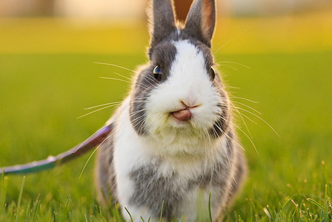 你还在为家中小兔子随地大小便而烦恼么？教你几招，从此不再烦恼