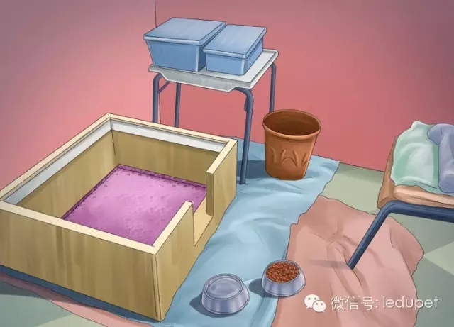 狗妈妈坐月子,狗妈妈跟狗宝宝月子怎么护理