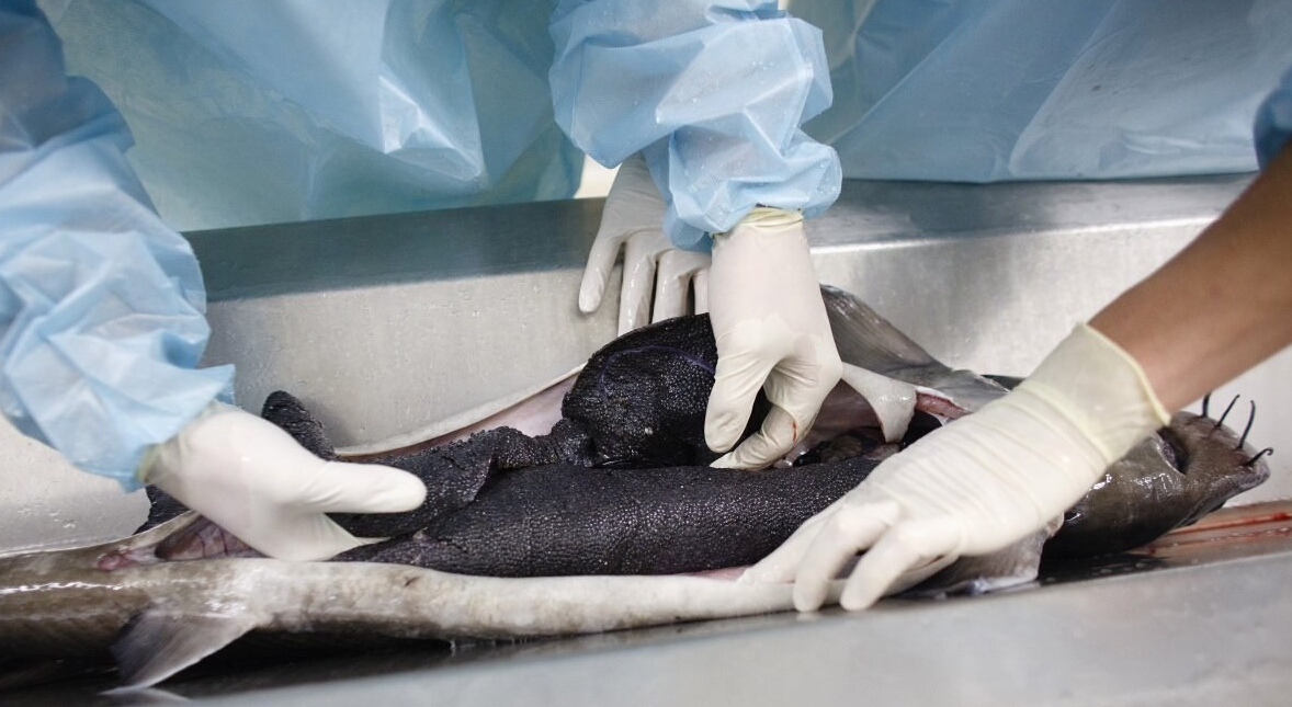 哈尔滨天价鱼明码标价了吗,哈尔滨天价鱼事件发生的原因