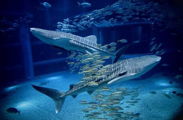 宁波5月19日半价旅游景点有哪些,宁波鄞州景区免门票