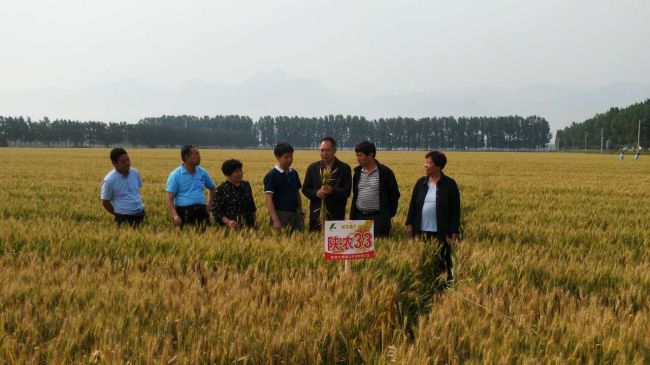 订单农业助推产业结构转型升级优质强筋小麦陕农33观摩会成功举办