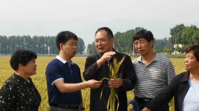 订单农业助推产业结构转型升级优质强筋小麦陕农33观摩会成功举办