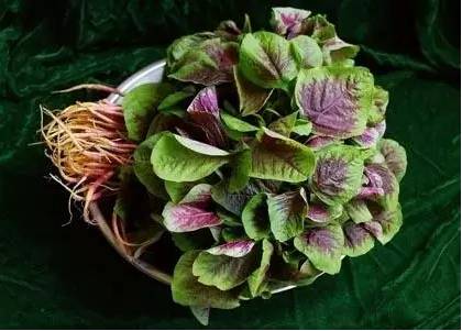 它是天然长寿菜抗癌防衰老多吃点,被称为长寿菜的它夏天吃胜过补药