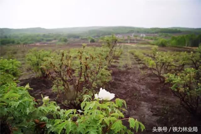 走进森林空气格外清新,走进天然氧吧呼吸新鲜空气