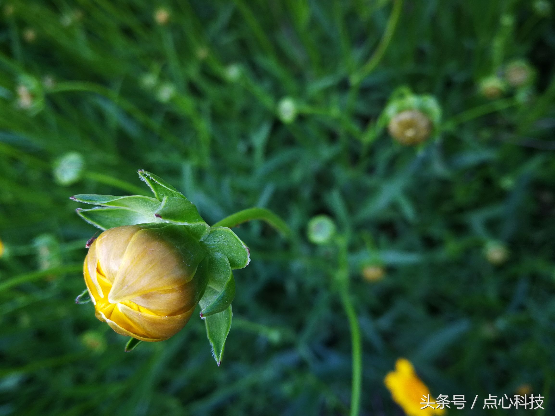 长得像向日葵又像菊花,长得像向日葵一样小小的花
