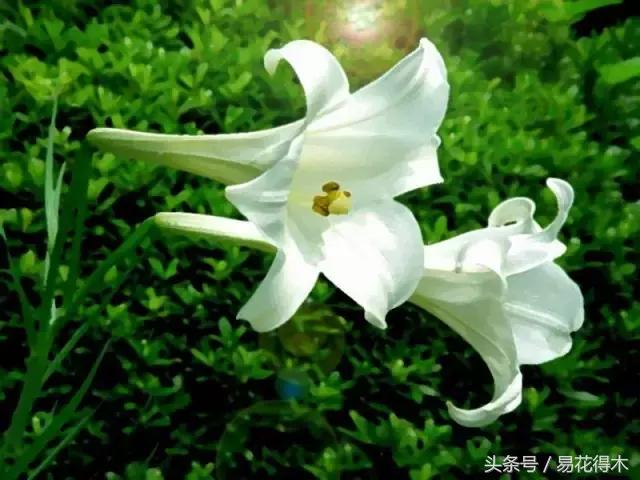 地栽百合花种球会自己繁殖吗,百合花的栽培视频