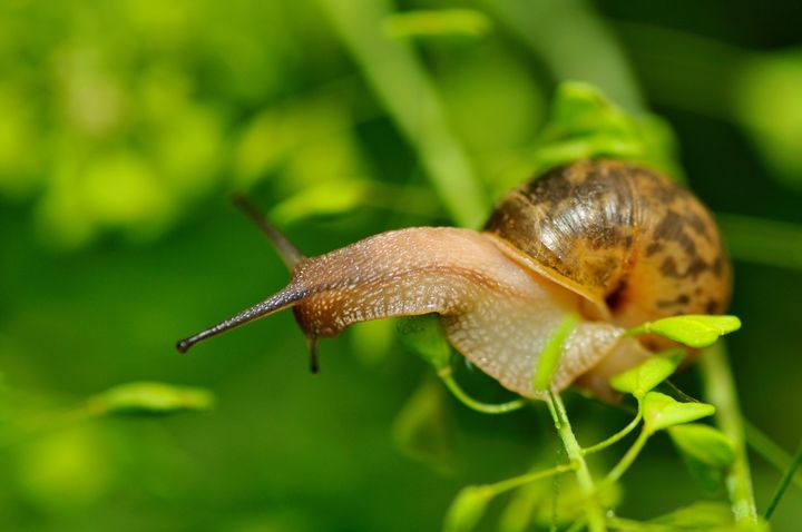 我们常见的蜗牛可不可以吃,蜗牛难道也可以吃吗