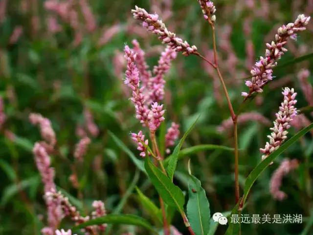 农村随处可见的野草,农村随处可见的草也能卖