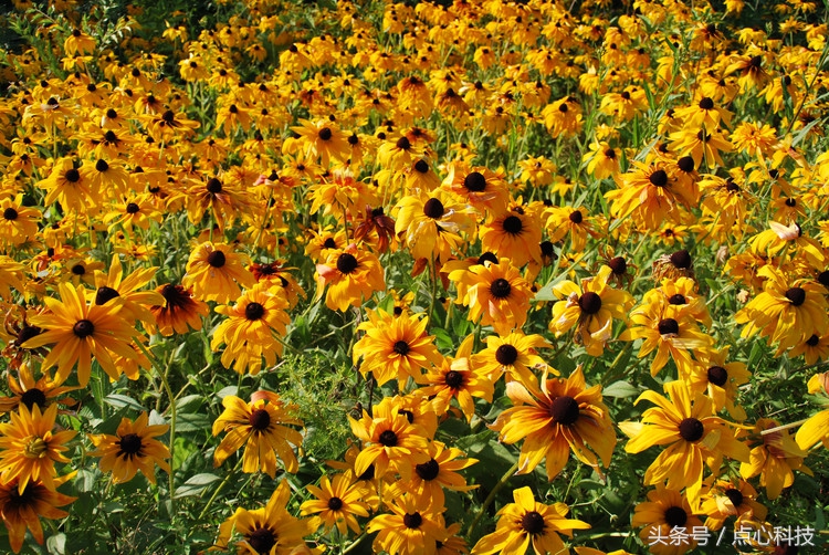 长得像向日葵又像菊花,长得像向日葵一样小小的花