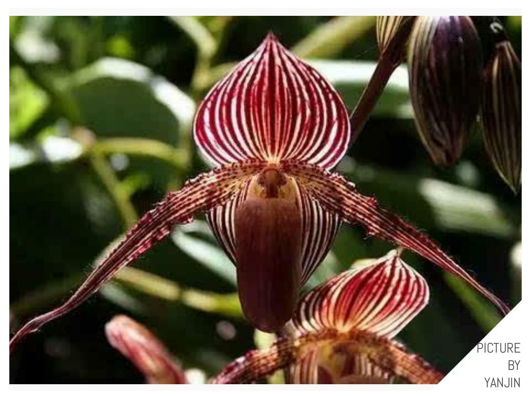 世界上最贵的花是什么,史上最贵的十种花和价格