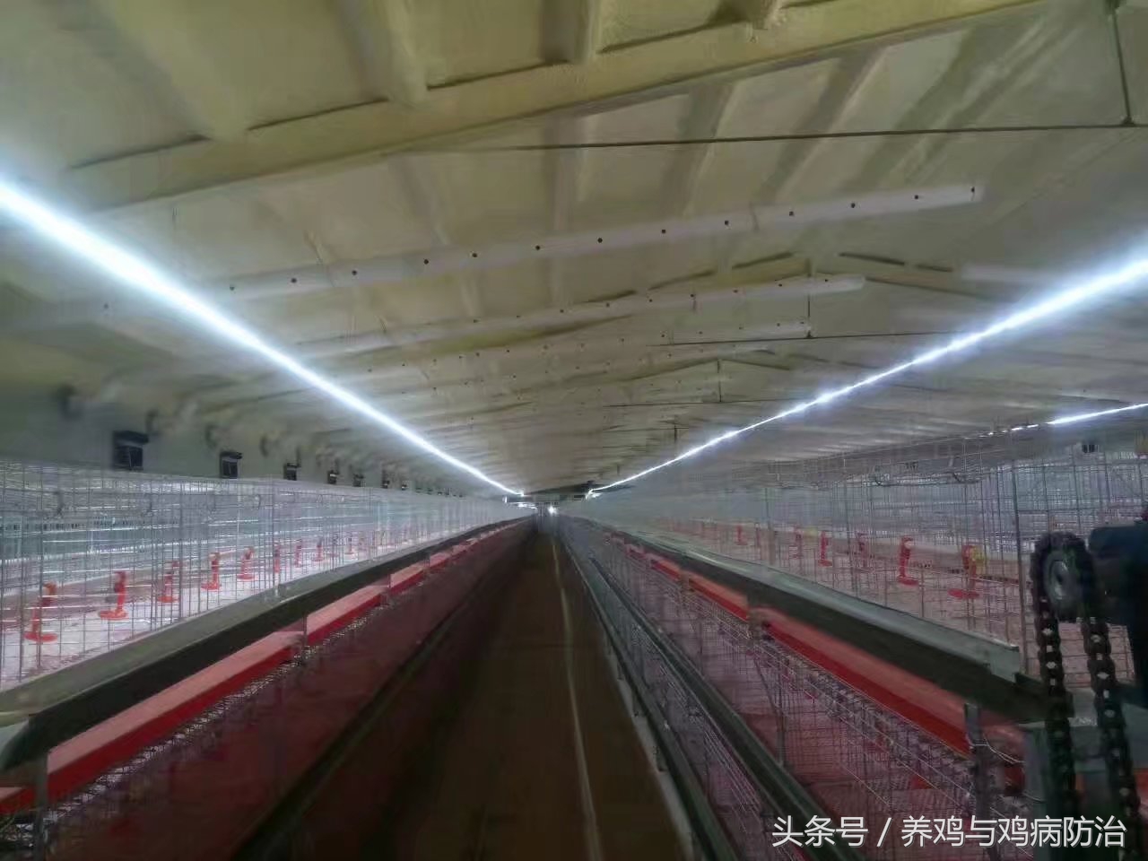 养鸡场专用灯带,led养鸡专用灯带