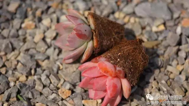 扦插多肉叶片化水了怎么办,多肉化水的叶子要摘除吗