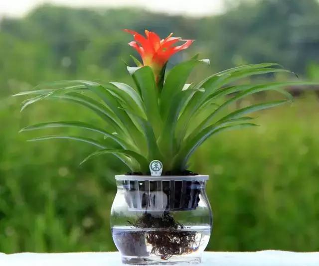 姘村煿鐜夋爲妞嶇墿,鐩嗘牻鐨勯搧鏍戝彲浠ユ按鍩瑰悧