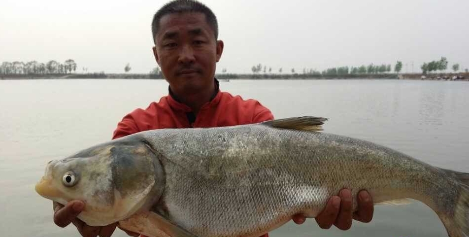 浮钓鲢鳙怎么钓最省钱,冬季海竿钓鲢鳙浮钓还是底钓好