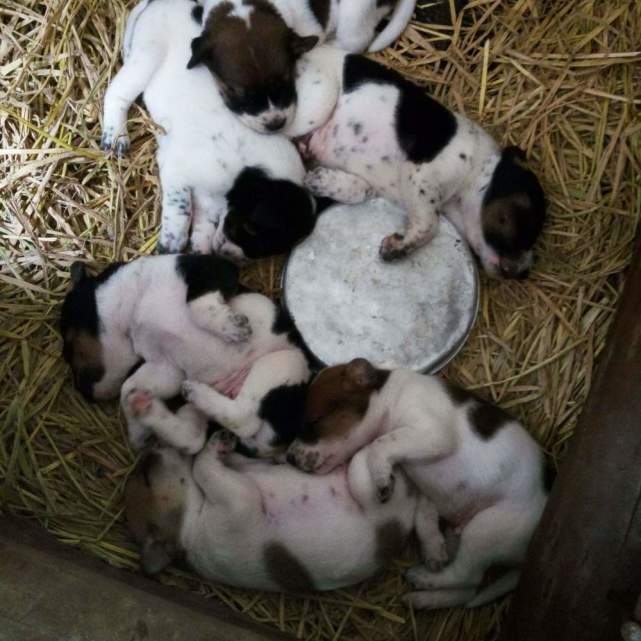 漂亮小花狗,漂亮又可爱小花狗