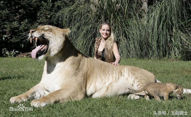 世界上最厉害的动物平头哥,平头哥盘点十大速度最快的动物