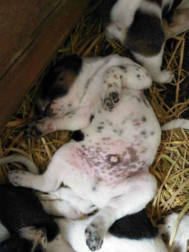 漂亮小花狗,漂亮又可爱小花狗