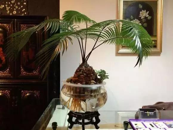 姘村煿鐜夋爲妞嶇墿,鐩嗘牻鐨勯搧鏍戝彲浠ユ按鍩瑰悧