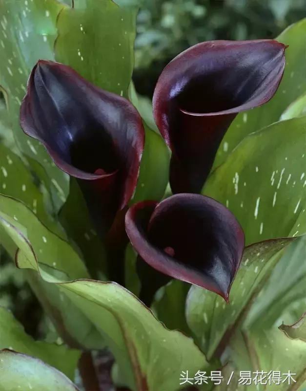 马蹄莲花怎么养护和浇水,如何让马蹄莲一年四季都活着