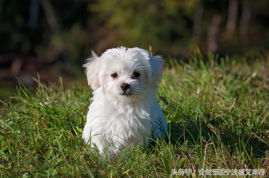 宠物美容师想法,宠物美容师难学吗